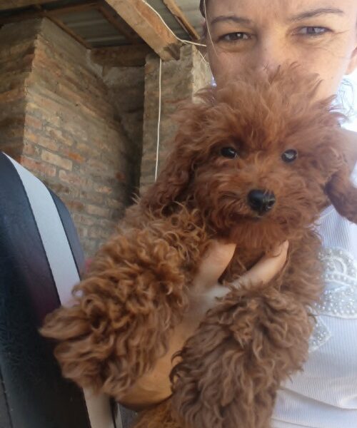 Crvena toy pudla