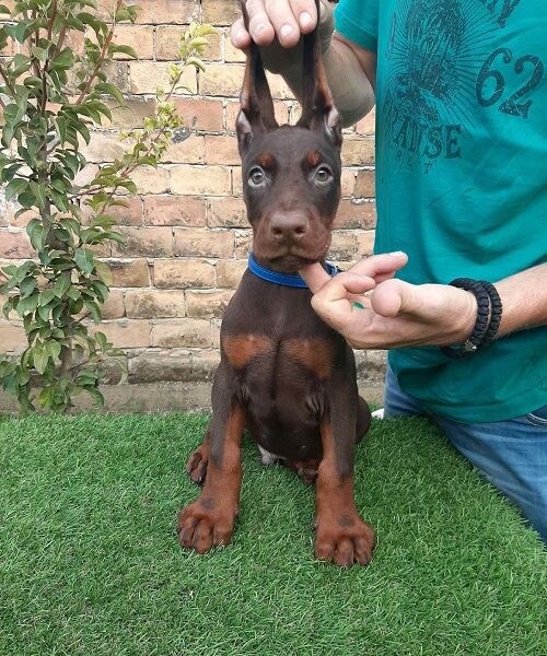 Doberman