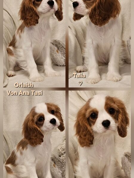 Vrhunski Cavalier King Charls Spaniel oba pola