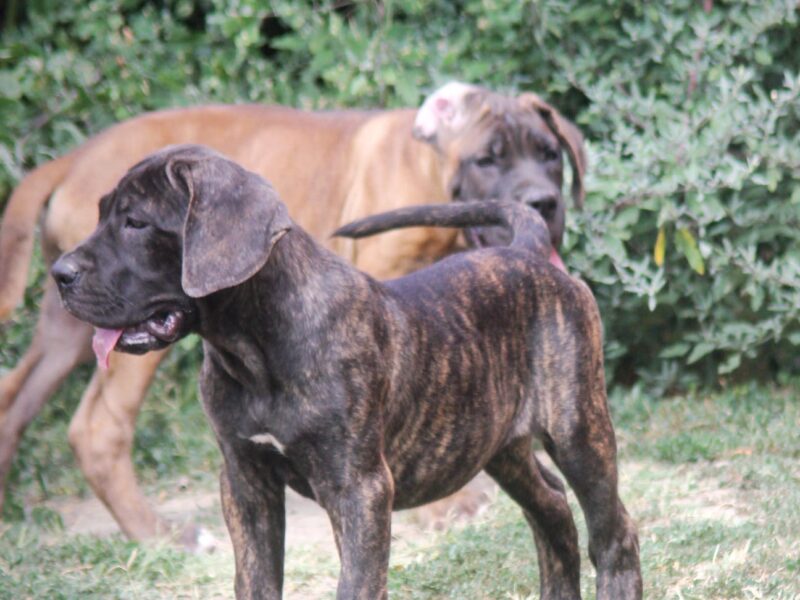 Cane Corso štenci