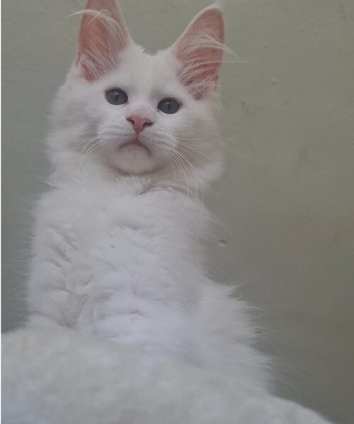 Maine Coon mačići