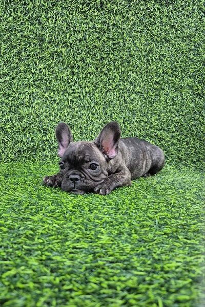Francuski buldog