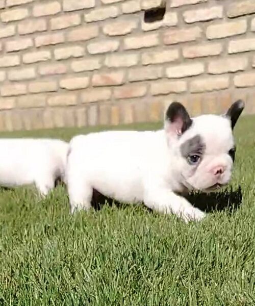 Francuski buldog