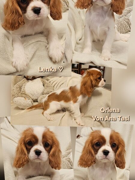 Vrhunski Cavalier King Charls Spaniel oba pola