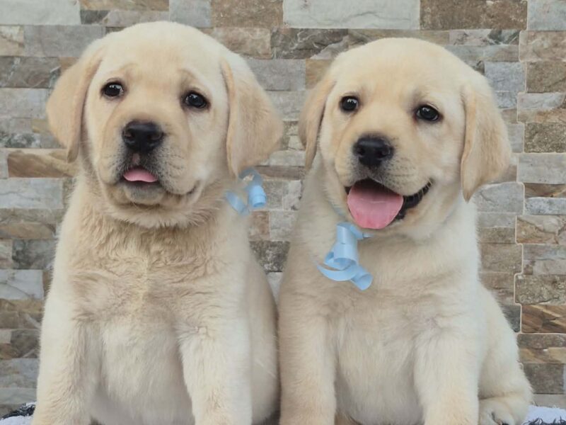 Labrador retriver štenci, prelepi