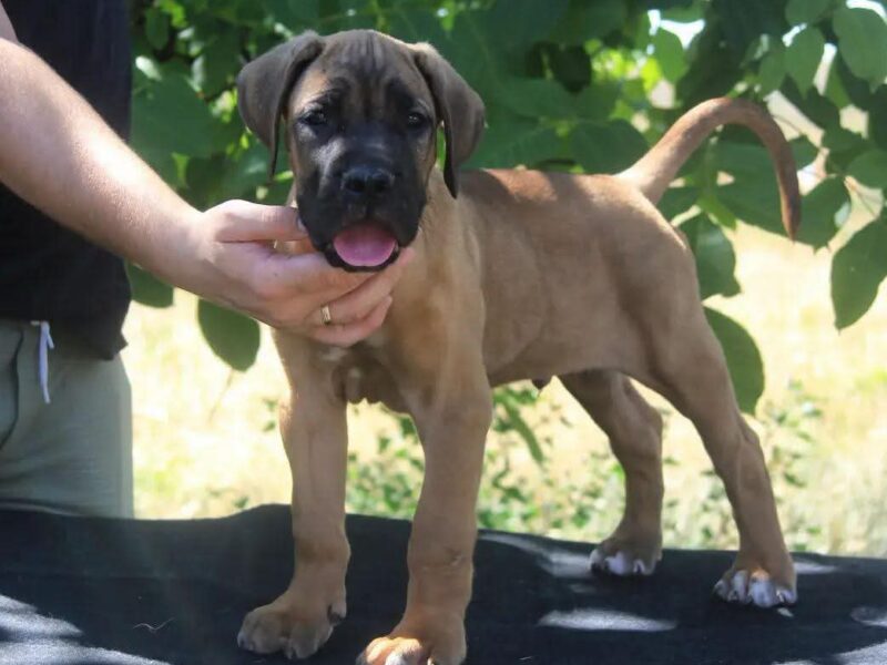 Cane Corso štenci
