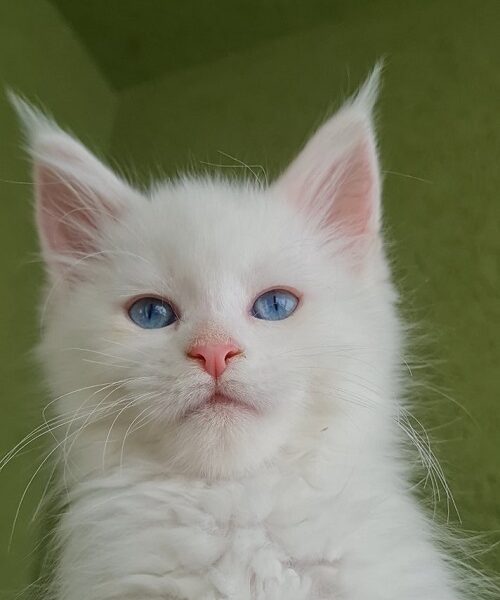 Maine Coon mačići