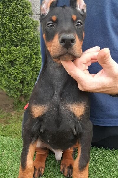 Doberman