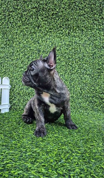 Francuski buldog