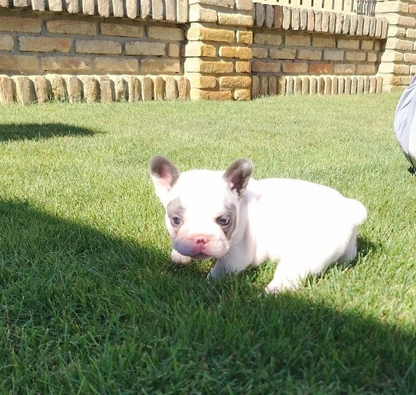 Francuski buldog
