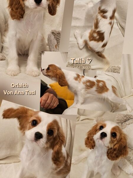 Vrhunski Cavalier King Charls Spaniel oba pola