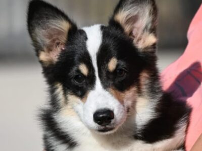 Velški korgi/Welsh Corgi Pembroke