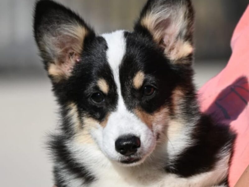Velški korgi/Welsh Corgi Pembroke