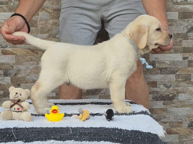 Labrador retriver štenci, prelepi