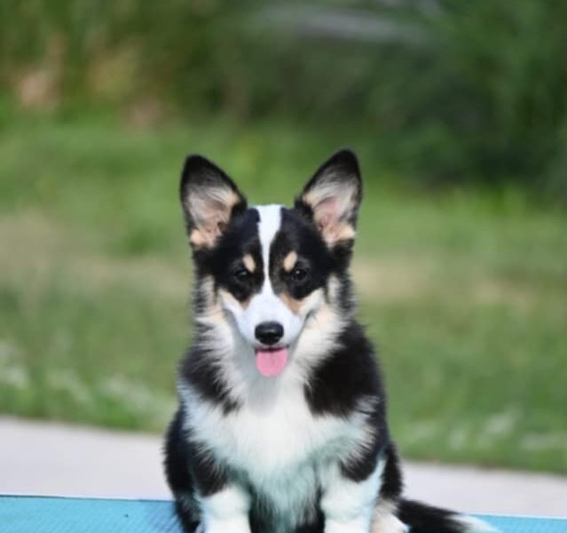 Velški korgi/Welsh Corgi Pembroke