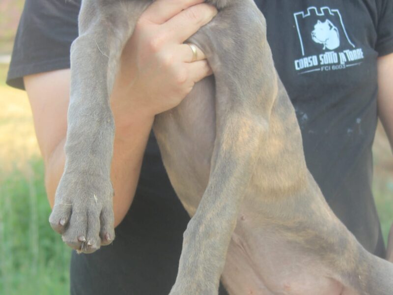 Cane Corso štenci