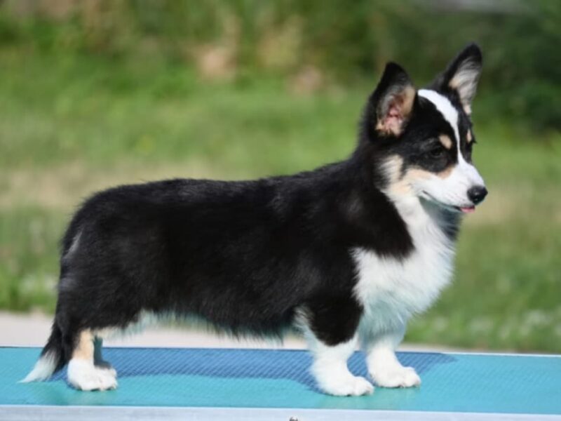 Velški korgi/Welsh Corgi Pembroke