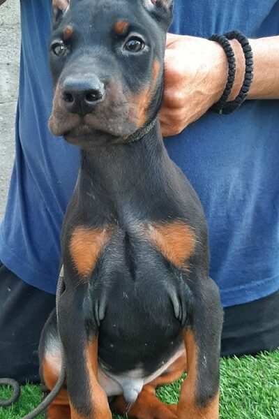Doberman