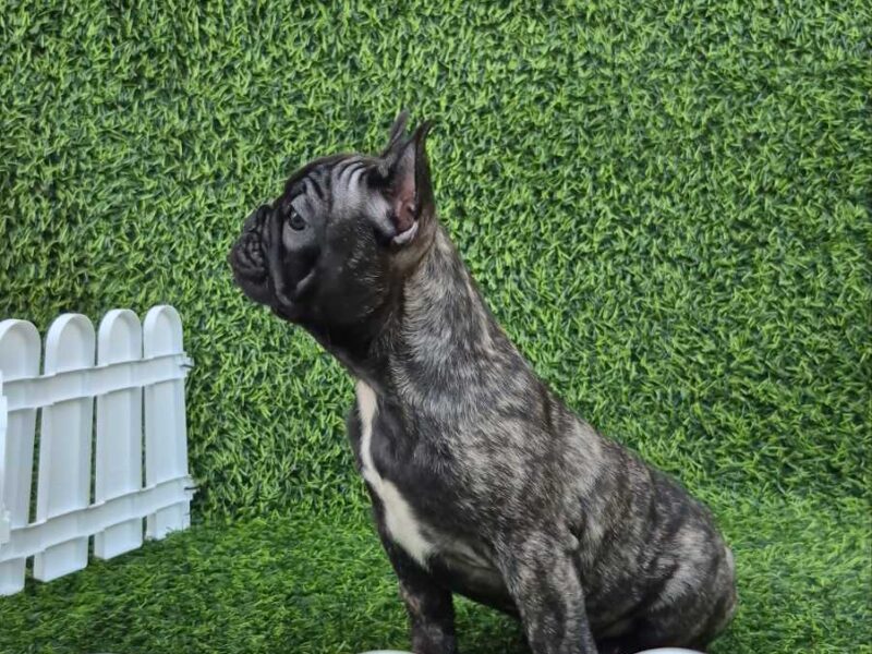 Francuski buldog