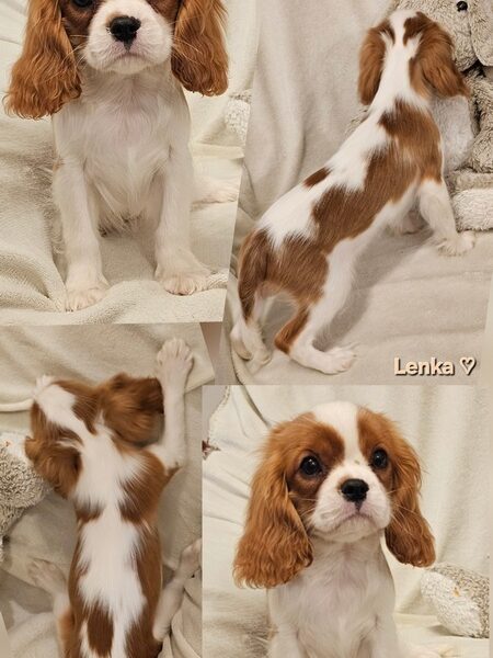 Vrhunski Cavalier King Charls Spaniel oba pola