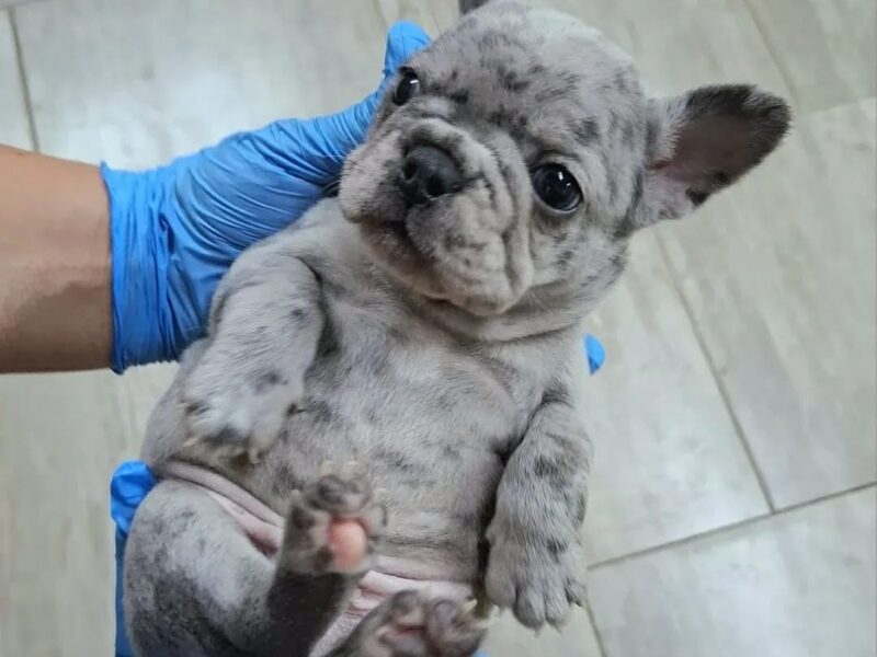 Francuski buldog sivi