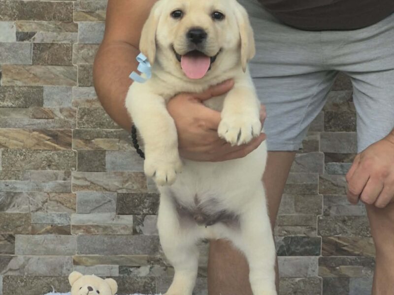 Labrador retriver štenci, prelepi