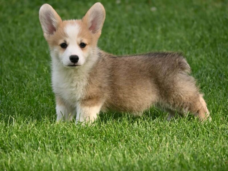 Velški korgi/Welsh Corgi Pembroke