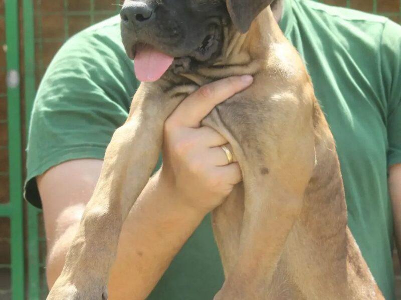 Cane Corso štenci