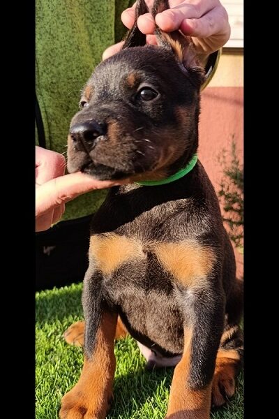Doberman