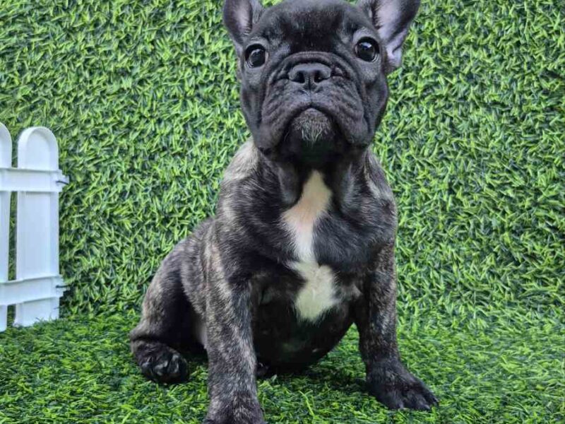 Francuski buldog