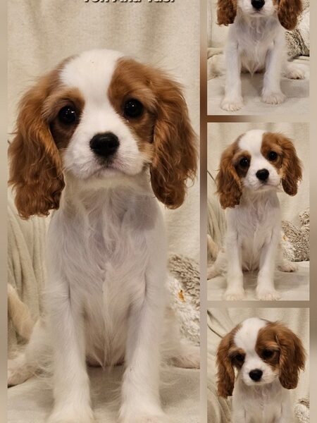 Vrhunski Cavalier King Charls Spaniel oba pola