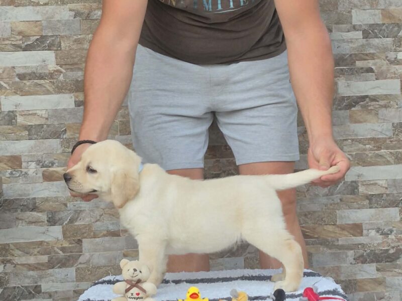 Labrador retriver štenci, prelepi