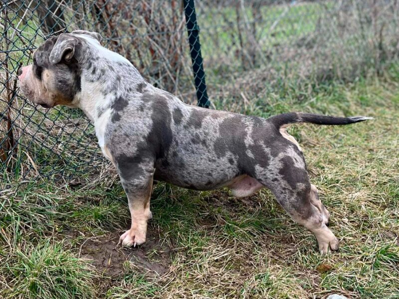 American bully pocket mužjak i ženka na prodaju