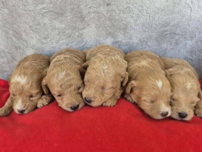 Maltipoo štenci, prelepe bebe