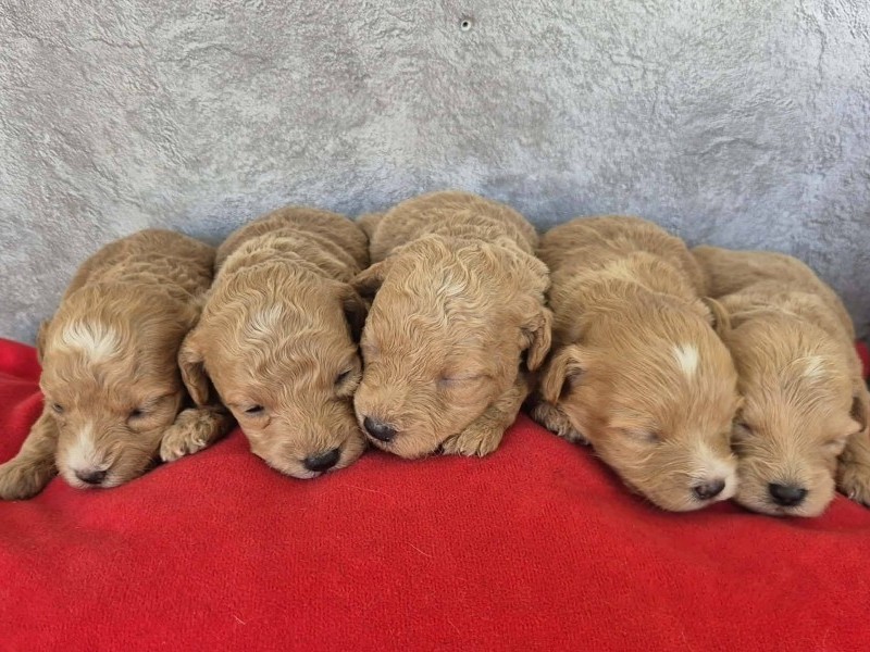 Maltipoo štenci, prelepe bebe