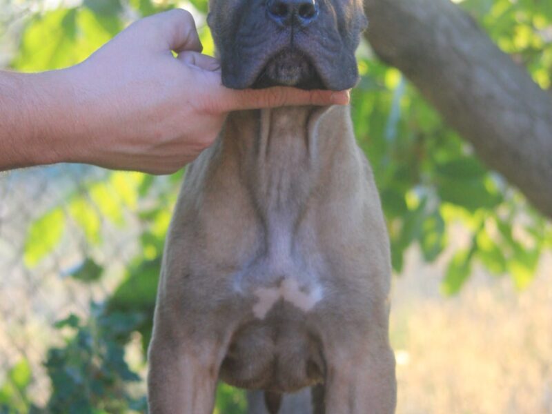 Cane Corso štenci