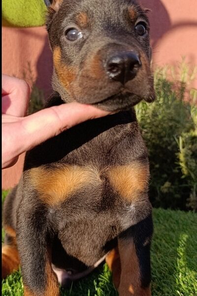 Doberman