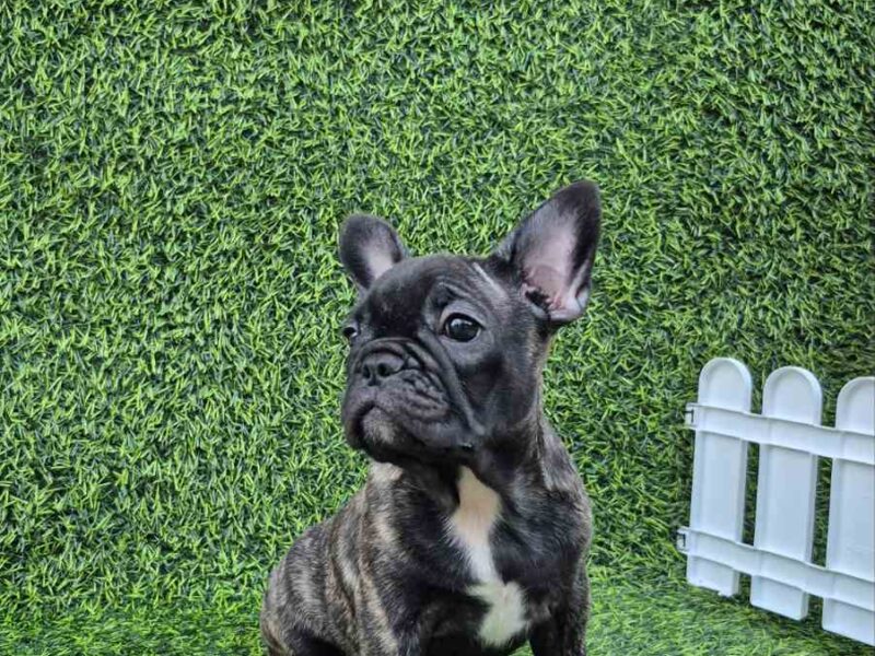 Francuski buldog