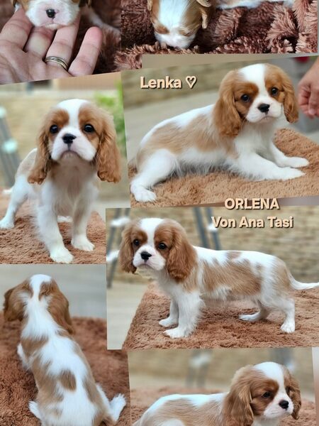 Vrhunski Cavalier King Charls Spaniel oba pola