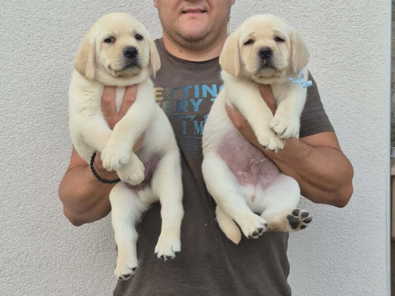 Labrador retriver štenci, prelepi