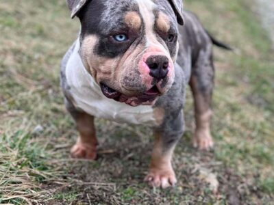 American bully pocket mužjak i ženka na prodaju