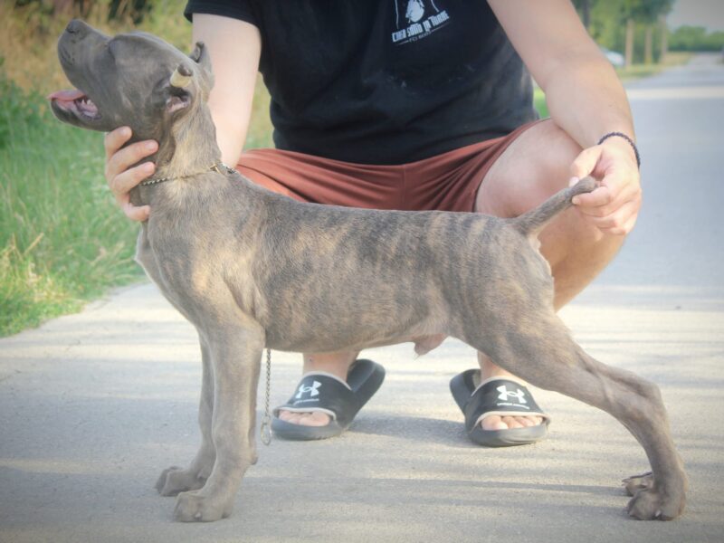 Cane Corso štenci