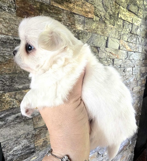 Vrhunski štenci EKSTRA MINI čivave