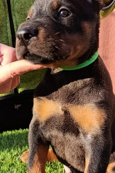 Doberman
