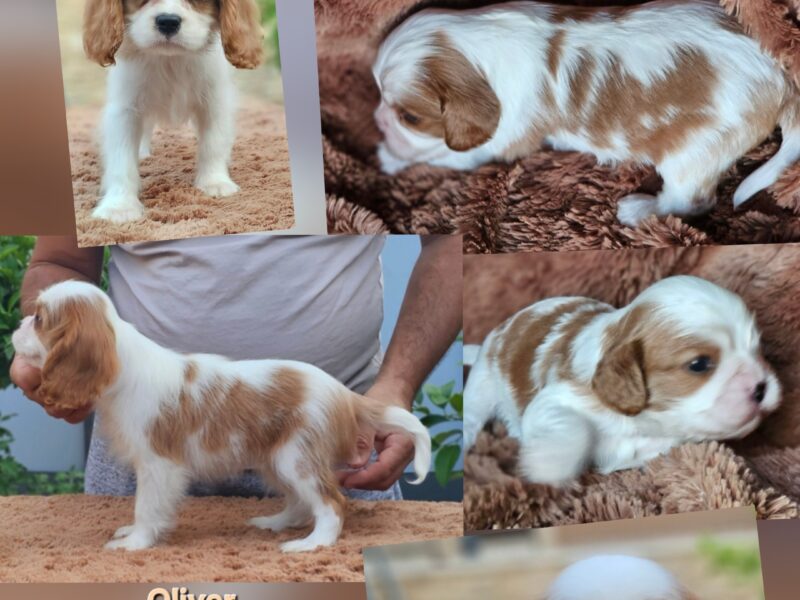 Vrhunski Cavalier King Charls Spaniel oba pola