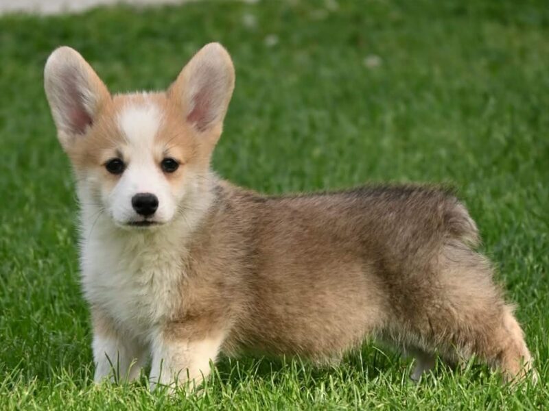 Velški korgi/Welsh Corgi Pembroke
