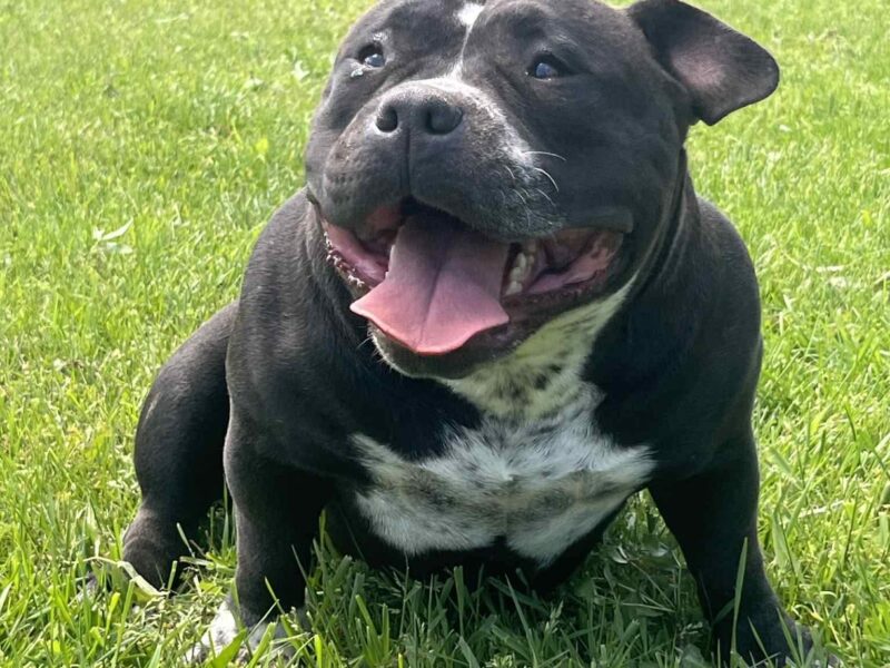 American bully pocket mužjak i ženka na prodaju