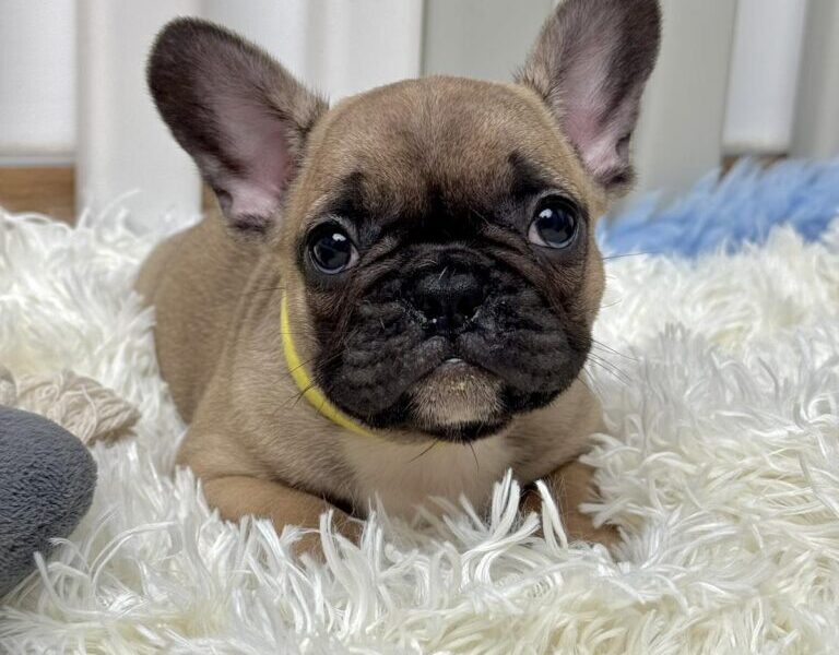 Francuski Buldog prelepi štenci