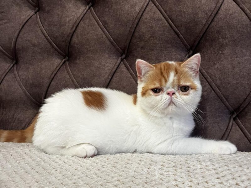 Egzotični kratkodlaki mačići (Exotic Shorthair)