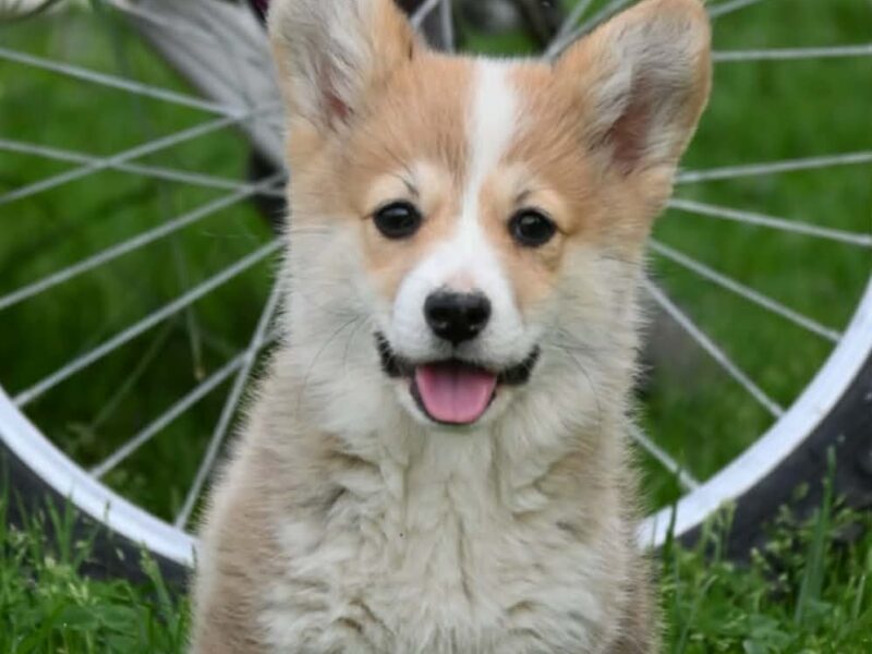 Velški korgi/Welsh Corgi Pembroke